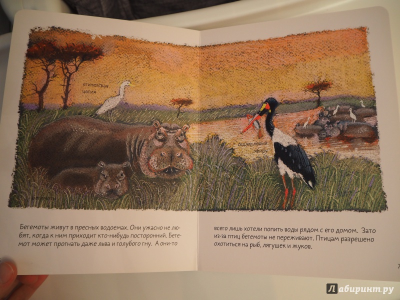 Иллюстрация 14 из 93 для Африканская саванна - Анна Веркина | Лабиринт - книги. Источник: MaryWong