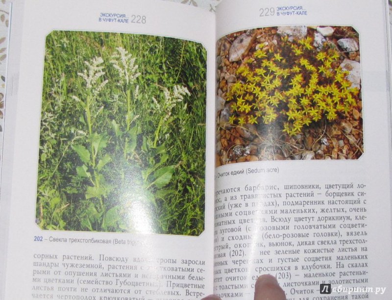 Иллюстрация 17 из 17 для Ботанические экскурсии по Горному Крыму - Крюкова, Исиков | Лабиринт - книги. Источник: V  Marisha