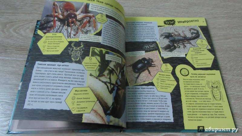 Иллюстрация 20 из 35 для Прекрасные и опасные. Насекомые, пауки, скорпионы - Лауманн, Шмитт | Лабиринт - книги. Источник: дюдюка барбидокская