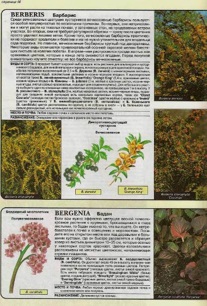 Иллюстрация 1 из 24 для Все о вечнозеленых растениях - Дэвид Хессайон | Лабиринт - книги. Источник: Galia