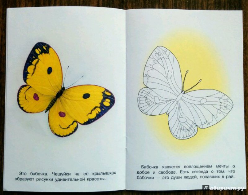 Иллюстрация 24 из 31 для Раскраска. Раскрашиваем и учимся. Насекомые | Лабиринт - книги. Источник: Natalie Leigh