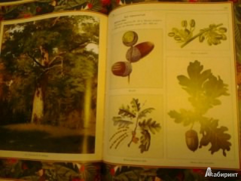 Иллюстрация 12 из 22 для Русский лес. Грибы и ягоды | Лабиринт - книги. Источник: anna4332