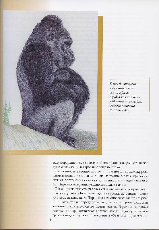 Иллюстрация 42 из 45 для Прогулки по Московскому зоопарку художника Александра Костина | Лабиринт - книги. Источник: Igra