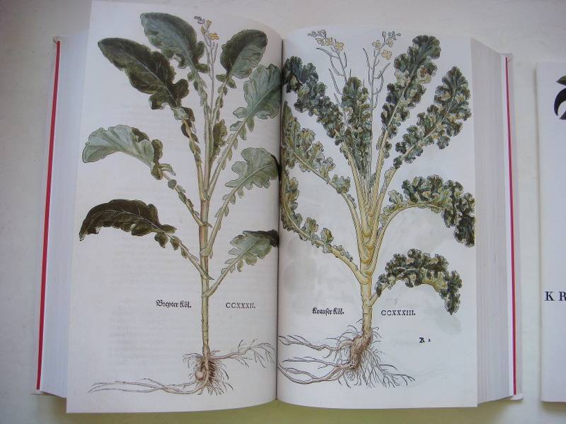 Иллюстрация 4 из 6 для The New Herbal of 1543 - Leonhart Fuchs | Лабиринт - книги. Источник: b000ka