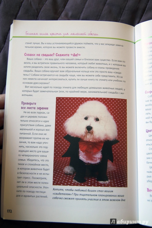 Иллюстрация 9 из 22 для Большая книга красоты для маленькой собачки - Дебора Вуд | Лабиринт - книги. Источник: Vera Grey