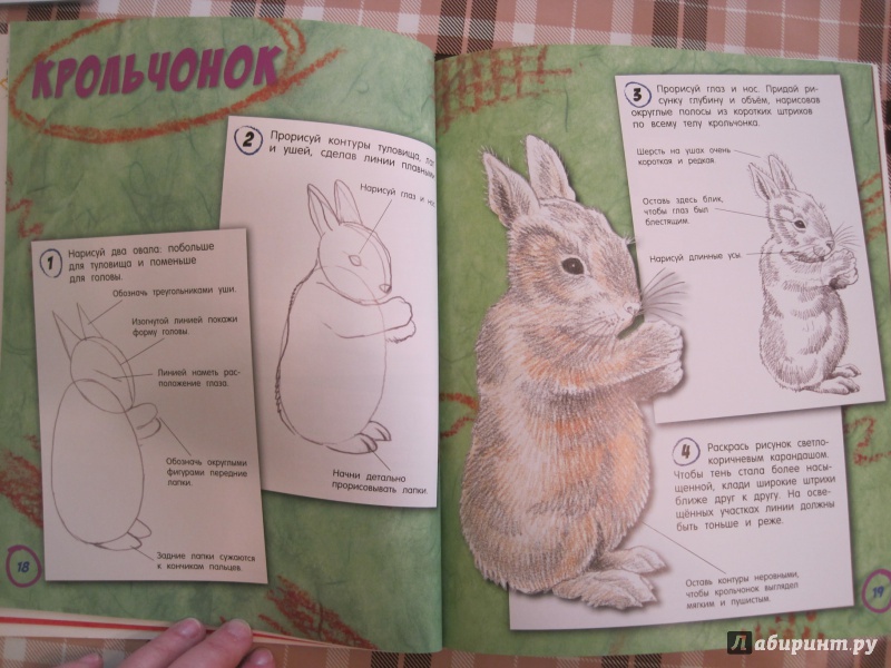 Иллюстрация 11 из 12 для Как нарисовать малышей от хвоста и до ушей - Лайза Риган | Лабиринт - книги. Источник: Наталья