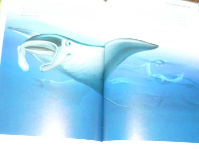 Иллюстрация 5 из 30 для В морях и океанах - Сергей Афонькин | Лабиринт - книги. Источник: Ромашка:-)