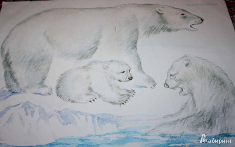 Иллюстрация 4 из 6 для Животные севера | Лабиринт - книги. Источник: Носенко  Елена Михайловна