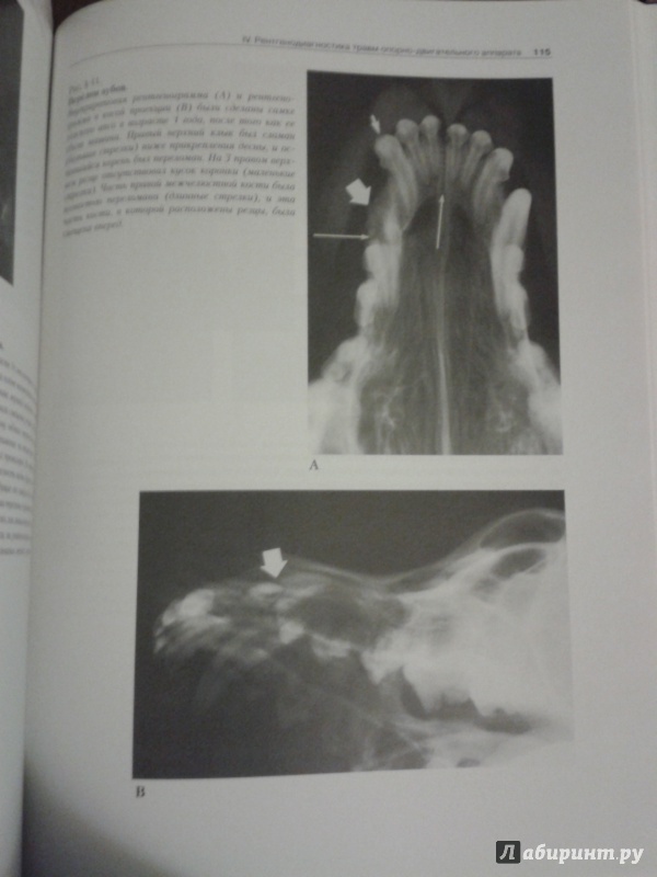 Иллюстрация 7 из 8 для Рентгенологический атлас по травматологии собак и кошек - Морган, Вулвекамп | Лабиринт - книги. Источник: Шнурок