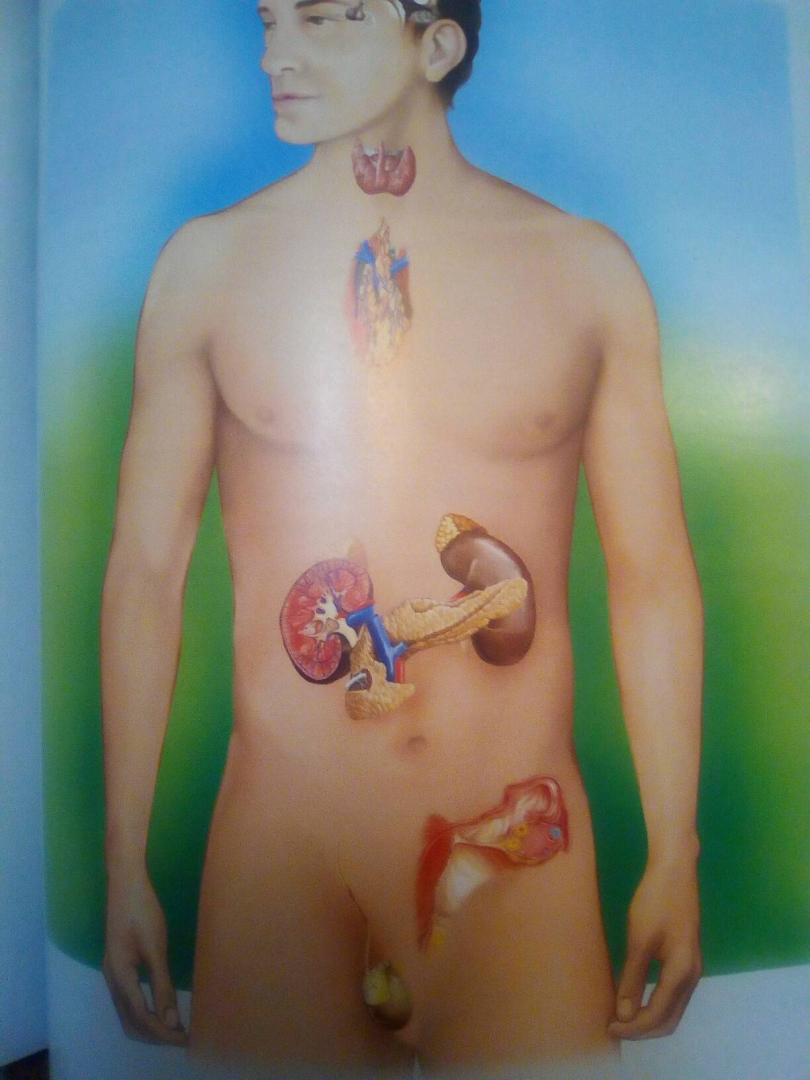 Иллюстрация 35 из 36 для Тело человека | Лабиринт - книги. Источник: sv_33