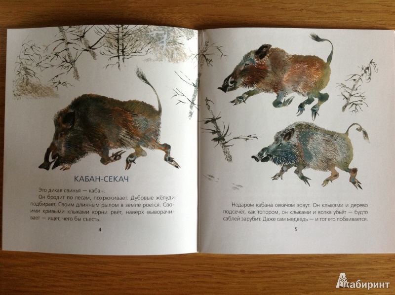 Иллюстрация 6 из 25 для В лесу - Евгений Чарушин | Лабиринт - книги. Источник: Бабанова  Оксана