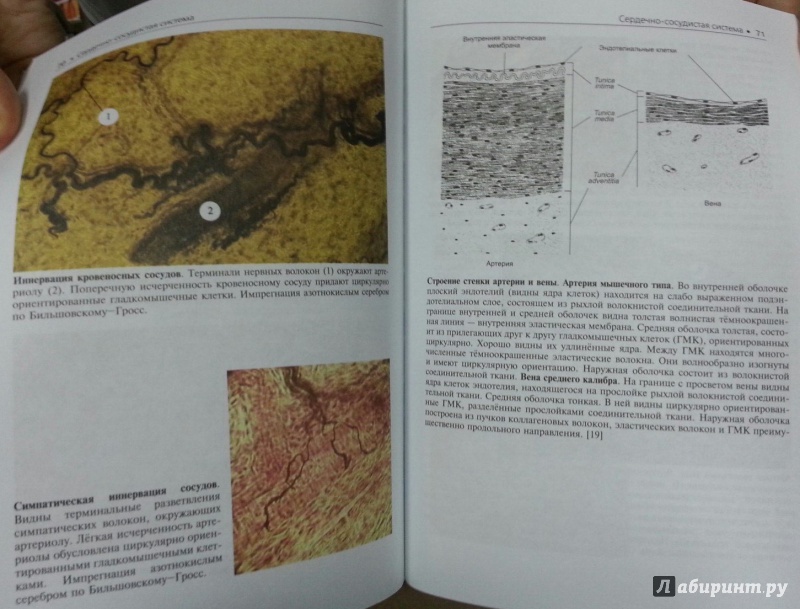 Иллюстрация 20 из 23 для Гистология. Атлас для практических занятий. Учебное пособие - Бойчук, Челышев, Исламов, Кузнецов | Лабиринт - книги. Источник: Den