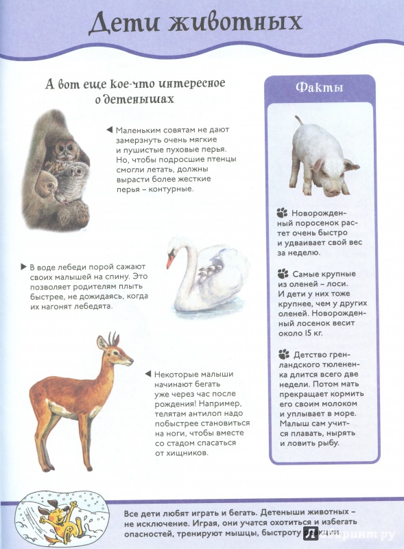 Иллюстрация 12 из 14 для Детёныши животных. Animal Planet | Лабиринт - книги. Источник: lumila