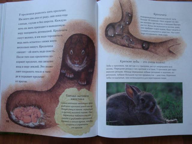 Иллюстрация 9 из 30 для Детская энциклопедия животных - Тинг Моррис | Лабиринт - книги. Источник: Mурaшкa