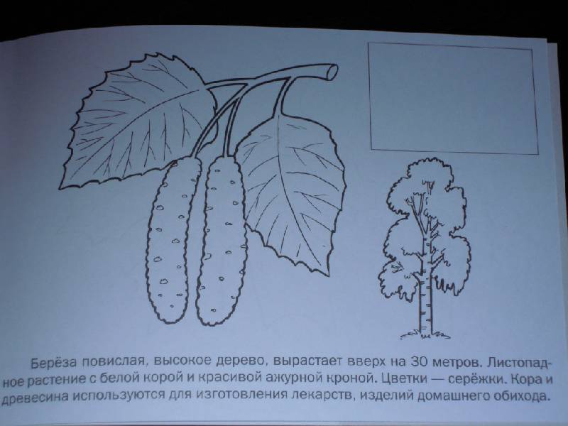 Иллюстрация 11 из 12 для Мои первые уроки. Деревья и листья | Лабиринт - книги. Источник: Iwolga