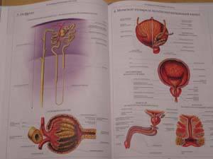 Иллюстрация 49 из 58 для Атлас анатомии человека | Лабиринт - книги. Источник: Болдырева  Мария -