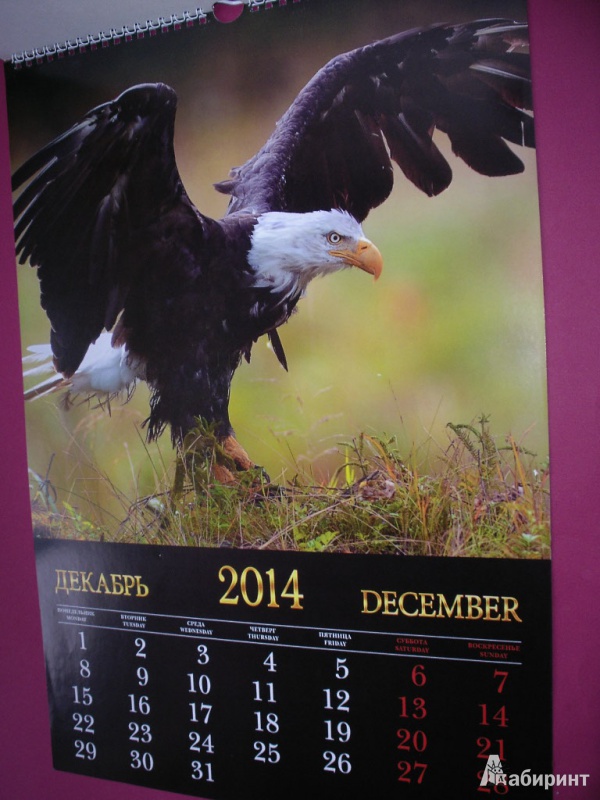 Иллюстрация 10 из 12 для Календарь 2014 "Дикая природа. Птицы" (КПВ1405) | Лабиринт - сувениры. Источник: Tiger.