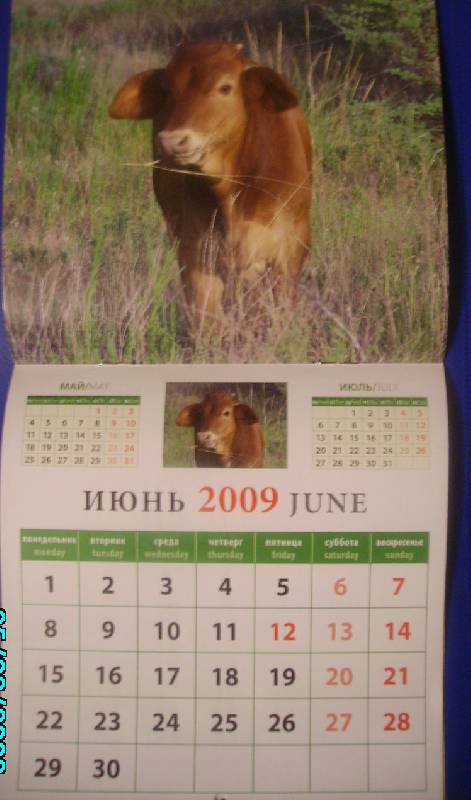 Иллюстрация 1 из 2 для Календарь 2009 Год замечательного быка (30807) | Лабиринт - сувениры. Источник: Rainbow