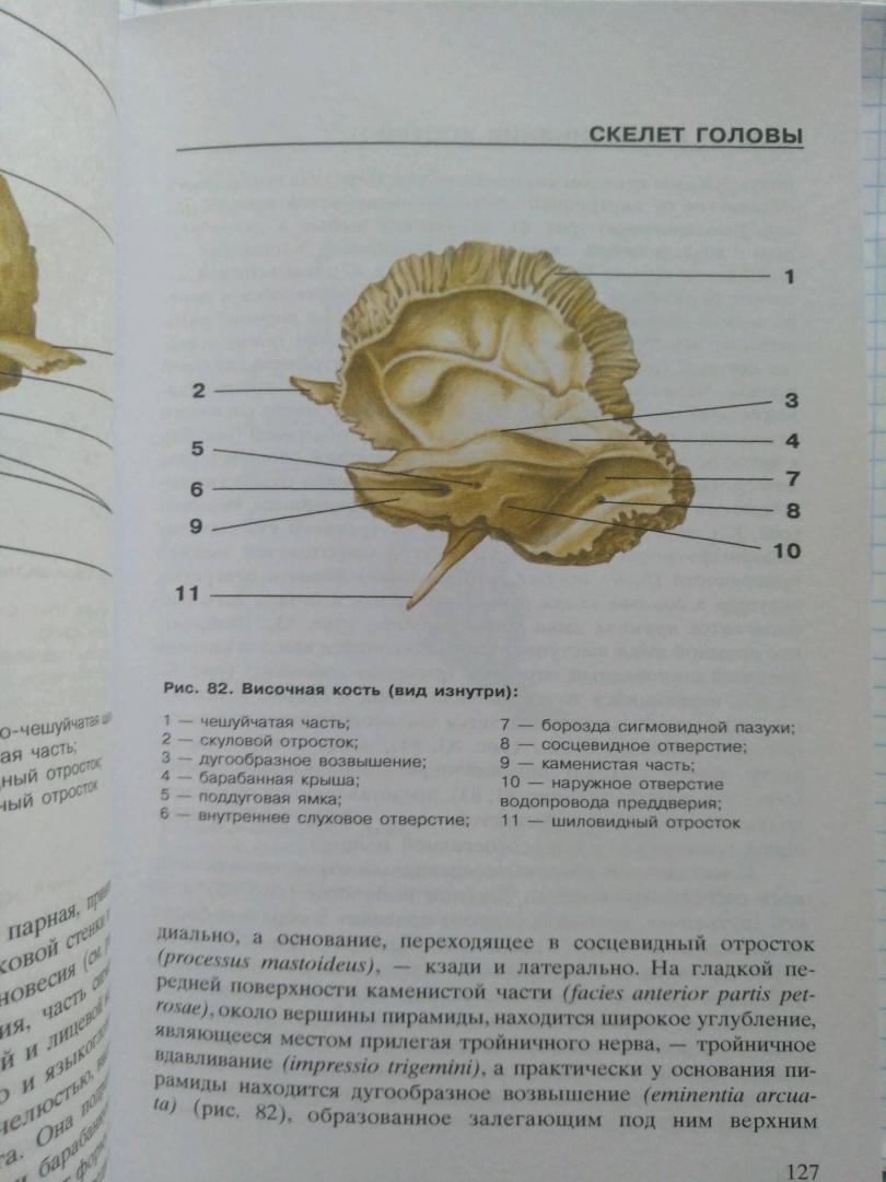 Иллюстрация 16 из 18 для Атлас анатомии человека | Лабиринт - книги. Источник: Ермакова  Алена