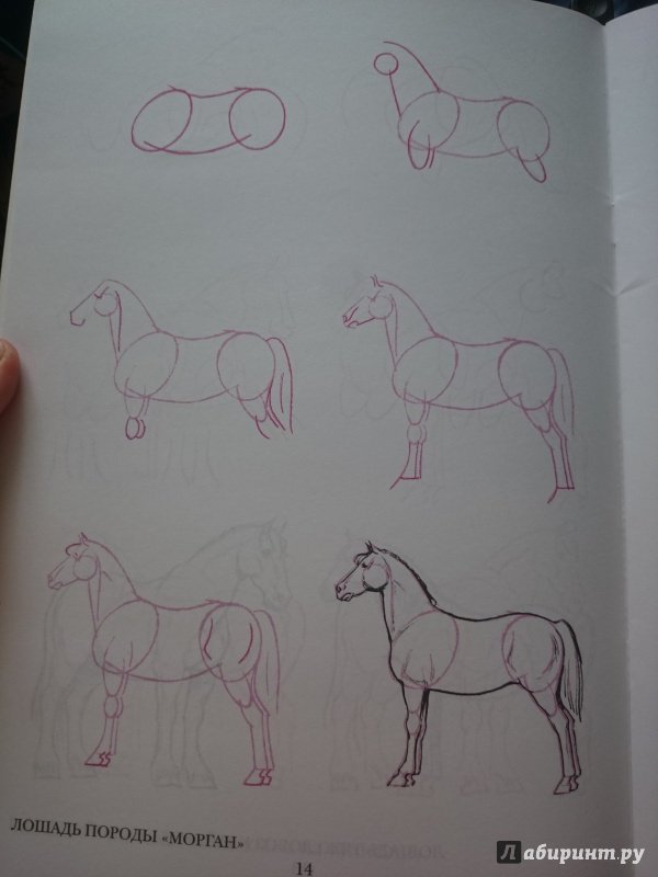 Иллюстрация 32 из 33 для Рисуем 50 лошадей - Ли Эймис | Лабиринт - книги. Источник: Чернобурова Ирина