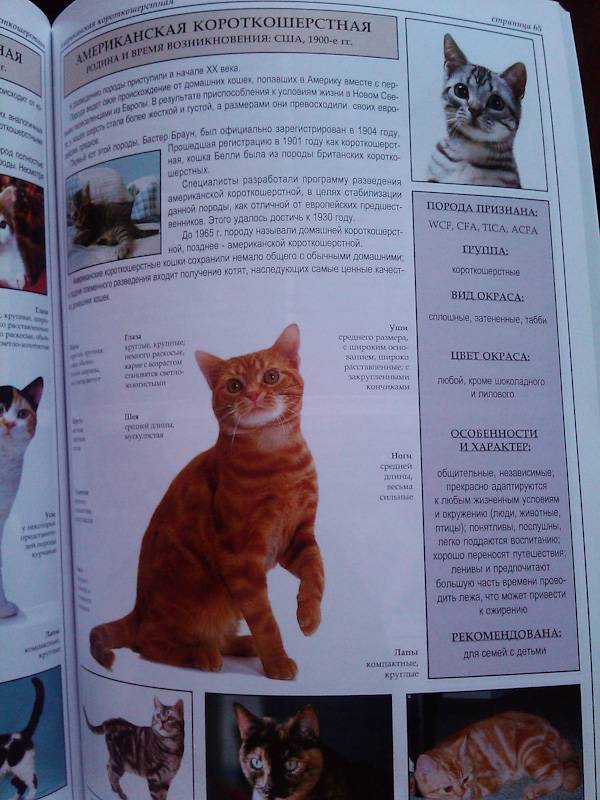 Иллюстрация 36 из 39 для Все о породах кошек - Джульетта Мей | Лабиринт - книги. Источник: Leisured