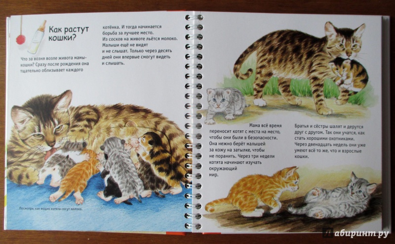 Иллюстрация 12 из 32 для Кошки - Патрисия Меннен | Лабиринт - книги. Источник: Etaine