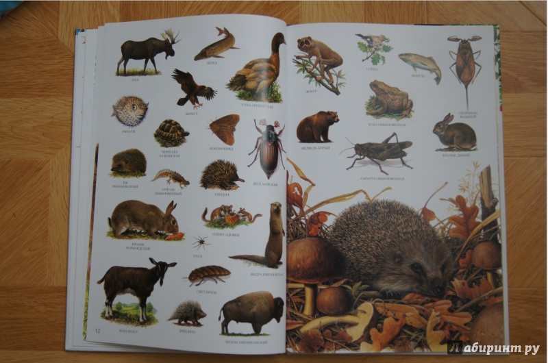 Иллюстрация 22 из 31 для Большой атлас животных - Селин Потард | Лабиринт - книги. Источник: Katrin.1001