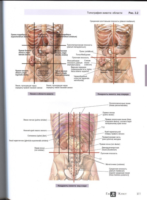 Иллюстрация 6 из 22 для A.D.A.M. Атлас анатомии человека - Олсон, Павлина | Лабиринт - книги. Источник: Andrey29