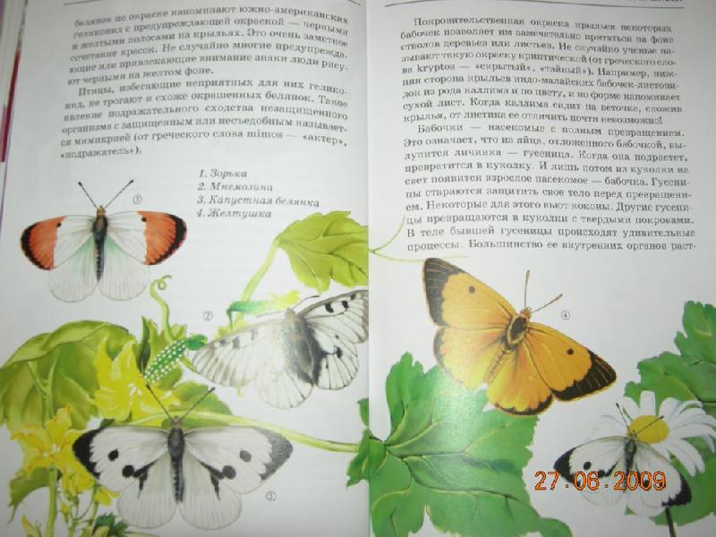Иллюстрация 29 из 40 для Жуки и другие удивительные насекомые - Сергей Афонькин | Лабиринт - книги. Источник: Соловей