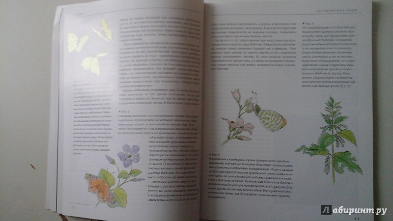 Иллюстрация 19 из 41 для Бабочки. Практическое руководство - Хелен Стивенс | Лабиринт - книги. Источник: manyaa
