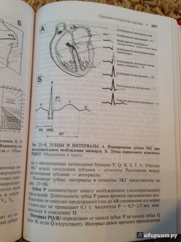 Иллюстрация 7 из 9 для Нормальная физиология (+ CD) - Орлов, Ноздрачев | Лабиринт - книги. Источник: ВраЧиталла