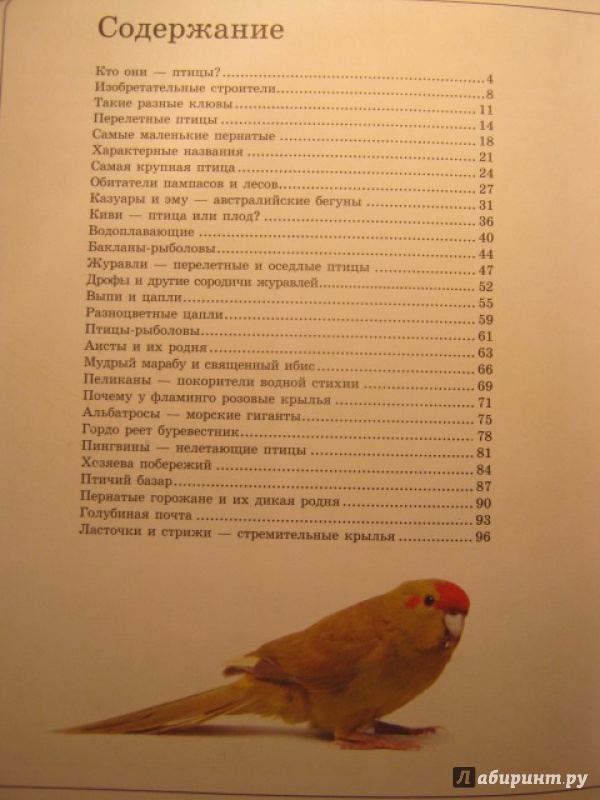Иллюстрация 2 из 35 для Птицы - Анна Спектор | Лабиринт - книги. Источник: Евгения39