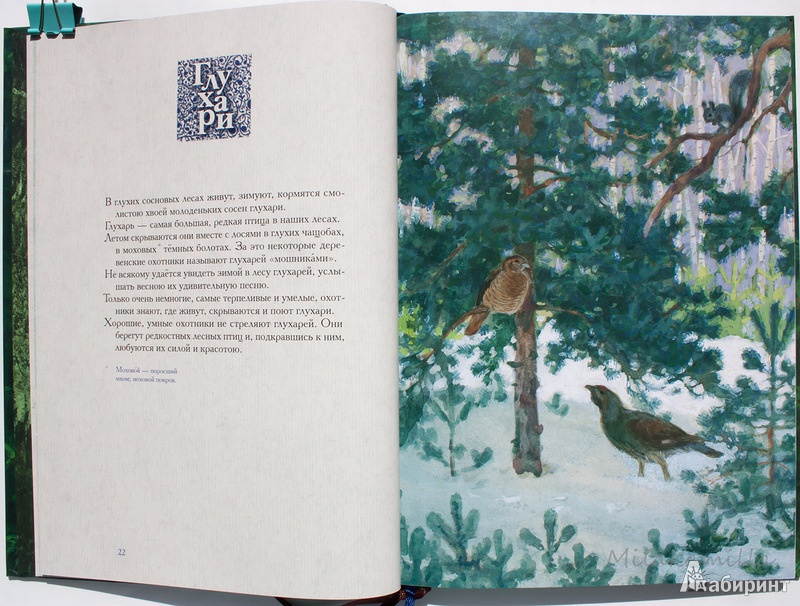Иллюстрация 61 из 69 для Год в лесу - Иван Соколов-Микитов | Лабиринт - книги. Источник: Букландия
