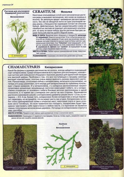 Иллюстрация 6 из 24 для Все о вечнозеленых растениях - Дэвид Хессайон | Лабиринт - книги. Источник: Panterra