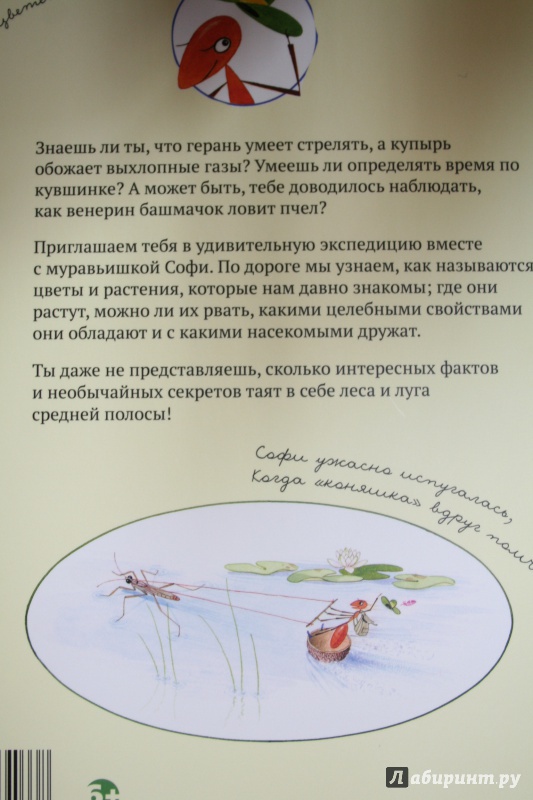 Иллюстрация 40 из 54 для Софи в мире цветов - Стефан Каста | Лабиринт - книги. Источник: Иванова  Анна