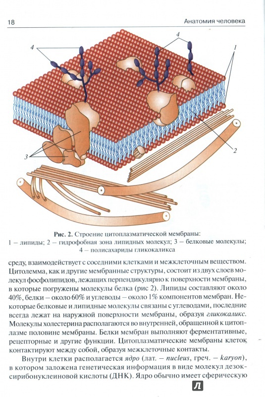 Иллюстрация 5 из 10 для Анатомия человека. Учебник для медицинских училищ и колледжей - Сапин, Билич | Лабиринт - книги. Источник: Полина Соловьева