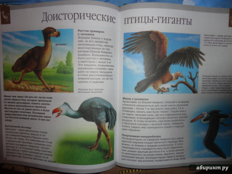 Иллюстрация 23 из 36 для Динозавры - Лора Камбурнак | Лабиринт - книги. Источник: Kristin