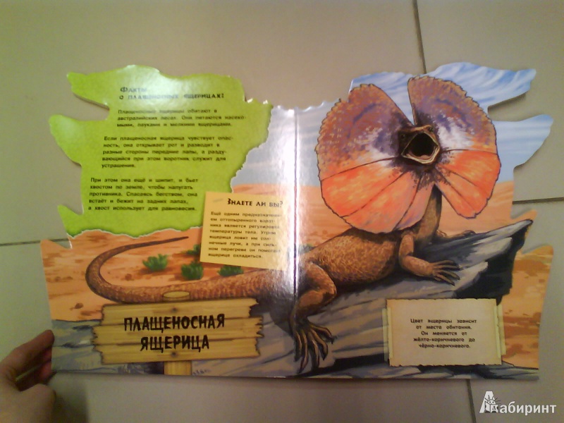 Иллюстрация 6 из 16 для Дикие животные. Необычные ящерицы | Лабиринт - книги. Источник: Мила