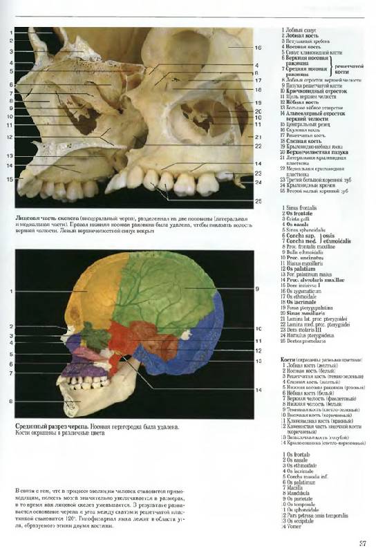Иллюстрация 5 из 20 для Большой анатомический атлас - Роен, Йокочи, Лютьен-Дреколл | Лабиринт - книги. Источник: Кнопа2