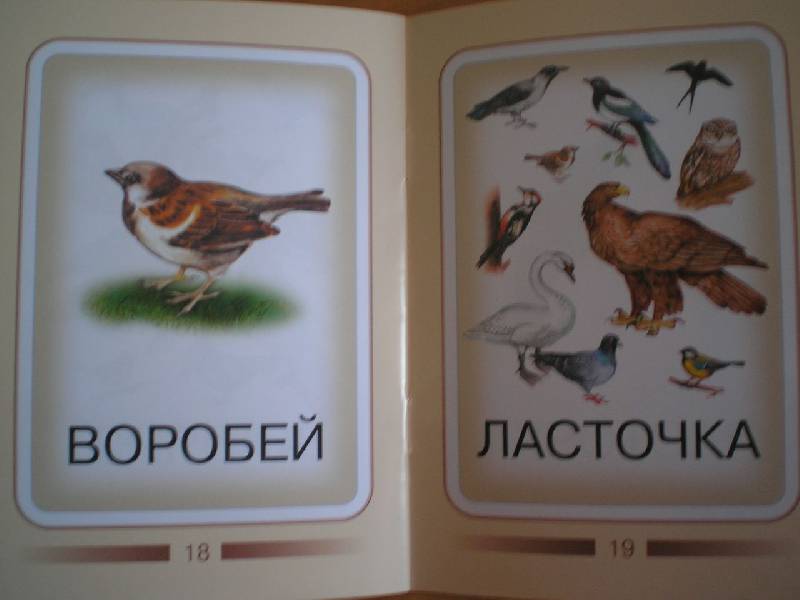 Иллюстрация 6 из 6 для Птицы | Лабиринт - книги. Источник: Тарасенко  Екатерина Сергеевна