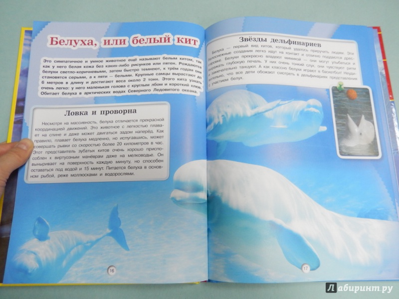 Иллюстрация 7 из 32 для Киты, дельфины и акулы - Дмитрий Кошевар | Лабиринт - книги. Источник: dbyyb