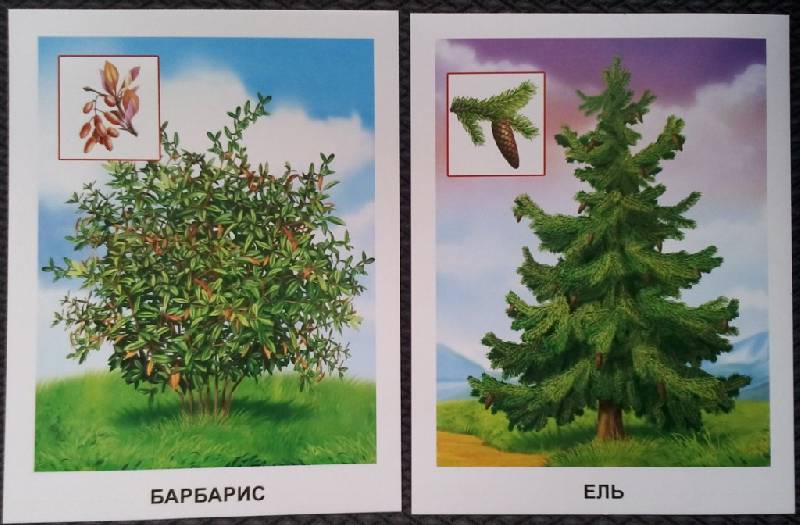 Иллюстрация 23 из 25 для Обучающие карточки. Деревья | Лабиринт - игрушки. Источник: Орешек