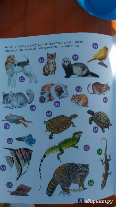 Иллюстрация 17 из 36 для Домашние животные. 60 домашних животных, самых важных для человека - Елена Снегирева | Лабиринт - книги. Источник: KKatarinaA