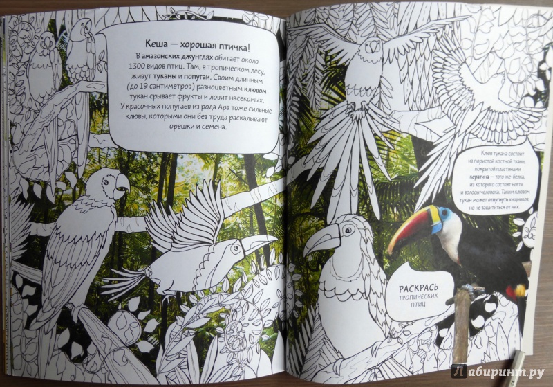 Иллюстрация 24 из 33 для Дудлпедия. В мире людей и животных | Лабиринт - книги. Источник: reader*s
