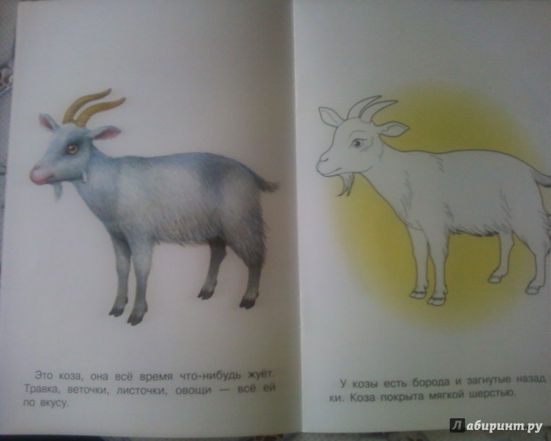 Иллюстрация 4 из 22 для Раскраска. Домашние животные | Лабиринт - книги. Источник: Родионова  Надежда