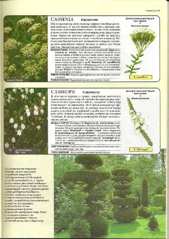 Иллюстрация 14 из 24 для Все о вечнозеленых растениях - Дэвид Хессайон | Лабиринт - книги. Источник: Кнопа2