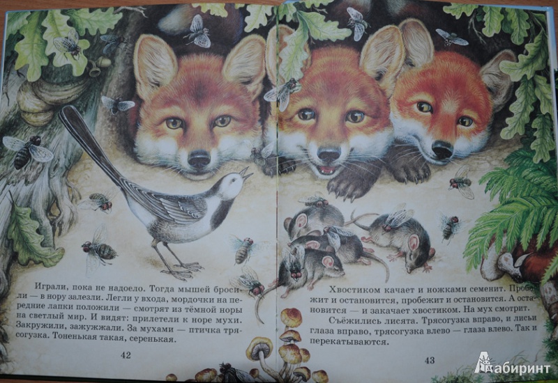 Иллюстрация 3 из 9 для Лесные сказки - Николай Сладков | Лабиринт - книги. Источник: Ирина Гришаева