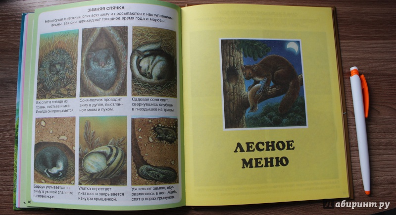 Иллюстрация 32 из 61 для Жизнь леса - Мари-Рене Пимон | Лабиринт - книги. Источник: Артемьева  Екатерина