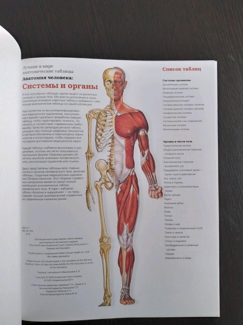 Иллюстрация 13 из 21 для Большой атлас анатомии человека | Лабиринт - книги. Источник: Лабиринт