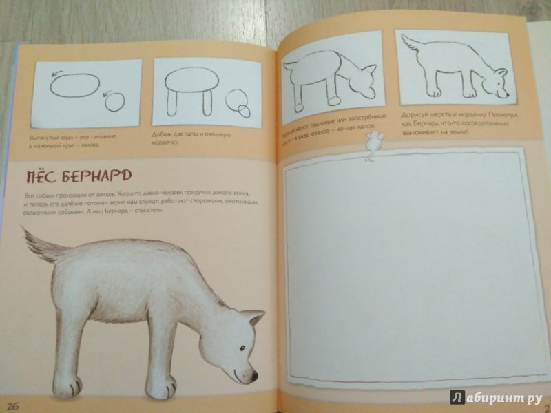 Иллюстрация 15 из 17 для Рисуем домашних животных - Корина Бойренмайстер | Лабиринт - книги. Источник: Тайна
